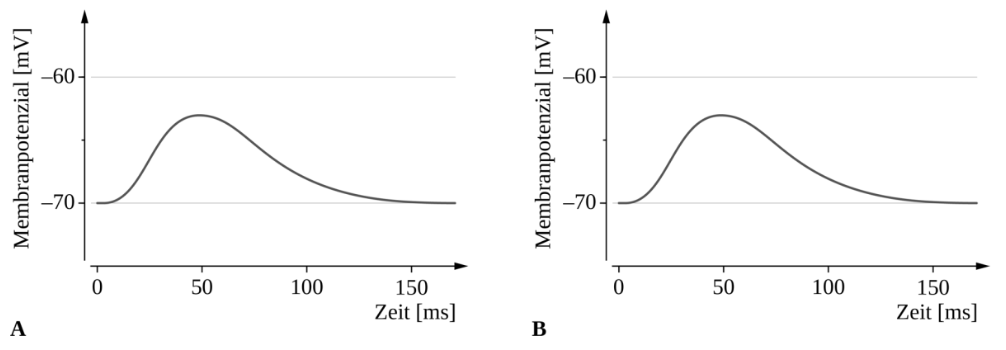 Zwei Diagramme zum Membranpotenzial über die Zeit mit Kurvenverlauf.